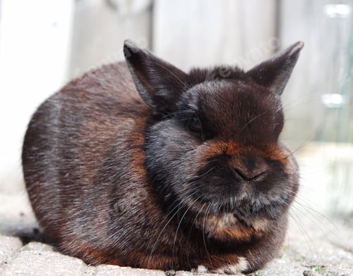 Preview: Black rabbit enjoys sitting in the sun.