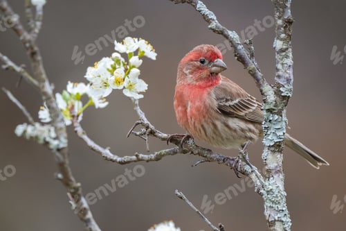 Preview: House Finch on Plum Branch