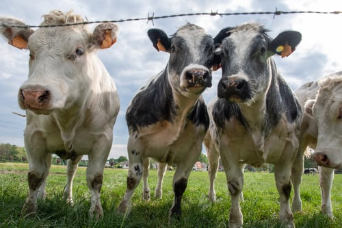 Preview: a group of multi-colored black and white cows graze in a corral on green grass