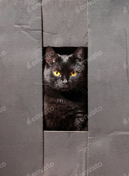 Preview: A beautiful black cat sits in a box