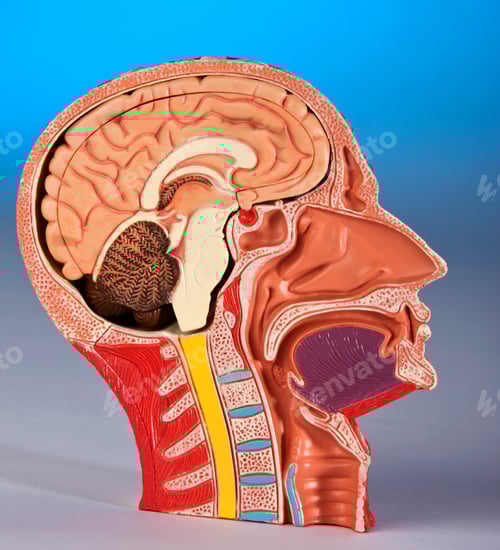 Preview: Human Physiology - Model of human head and brain.