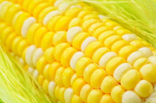 Preview: Fresh corn cob