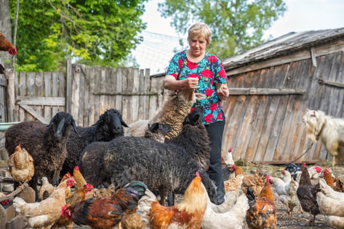 Preview: An Elderly Woman On A Domestic Farm Is Feeding Sheep