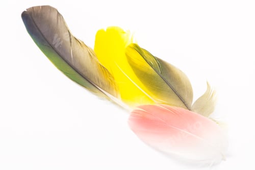 Preview: bird feathers isolated