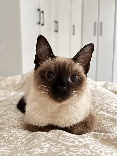Preview: Cute kitten siamese cat at home. Pet concept