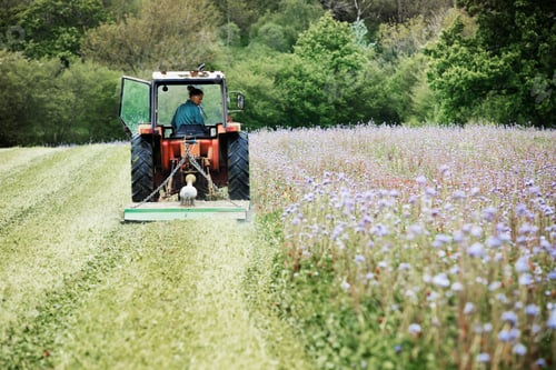 Preview: A tractor cutting a grass crop, and a wildflower meadow.