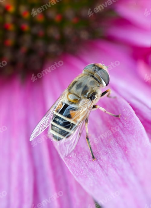 Preview: Common drone fly resting on pink flower