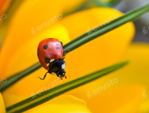 Preview: Ladybug crawling on a yellow crocus, macro shot.