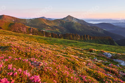 Preview: Rhododendrons bloom in a beautiful location in the mountains. Beautiful sunset. Blooming