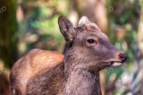 Preview: Closeup image of a wild deer in the park