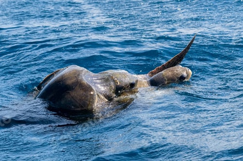 Preview: Olive ridley sea turtles or Lepidochelys olivacea performs mating ritual