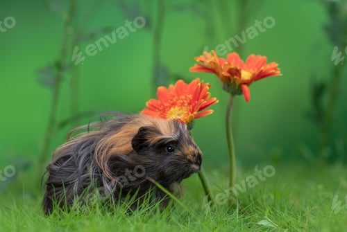 Preview: Coronet Guinea Pig enjoying a day in the park, surrounded by vibrant orange flowers
