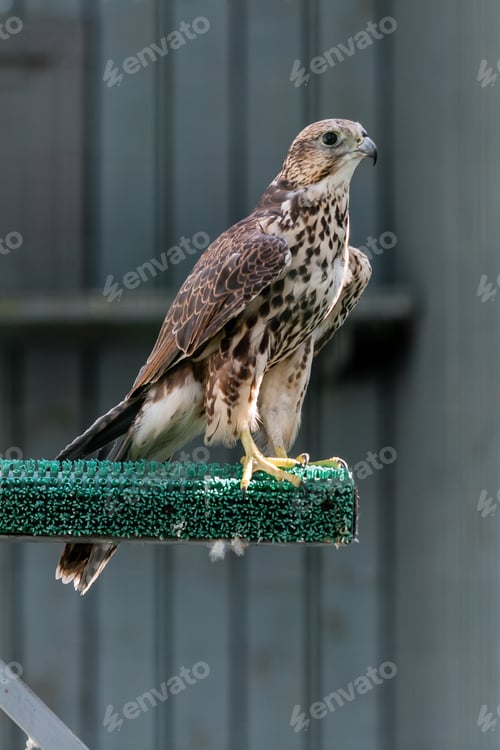 Preview: Beautiful falcon