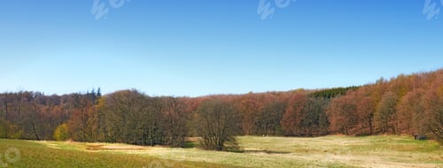 Preview: Forest and trees in very early spring - Denmark