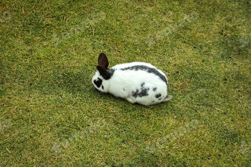 Preview: Cute rabbit sits on the grass on a warm autumn day