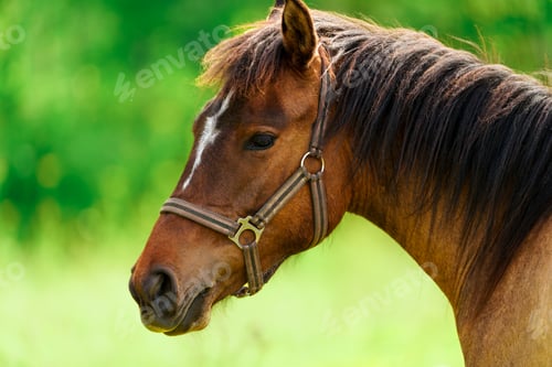 Preview: Majestic Beauty, A Close-Up Portrait of a Brown Horse against a Green Field. horse close up face