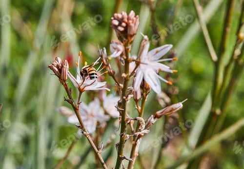 Preview: Branched Asphodel: A species of asphodel also known as King's Wand
