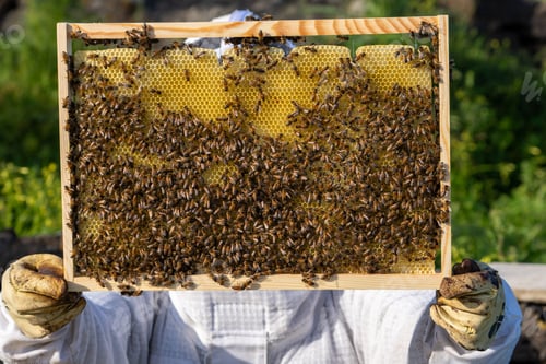 Preview: Honeycomb frame full of bees held by beekeeper during honey production