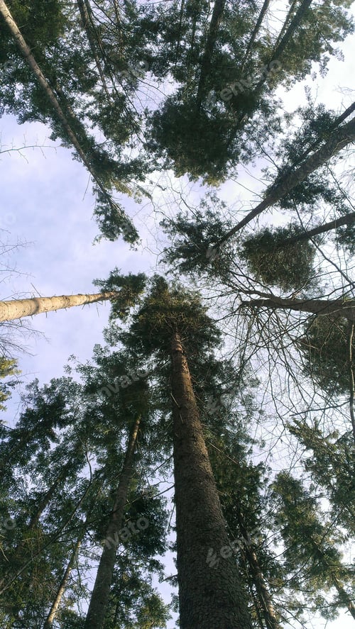 Preview: Trees in a forest