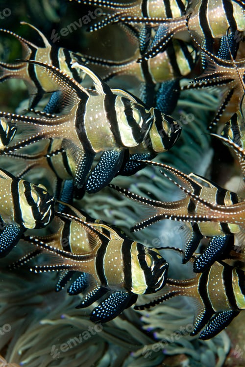 Preview: Banggaii Cardinalfish, Indonesia