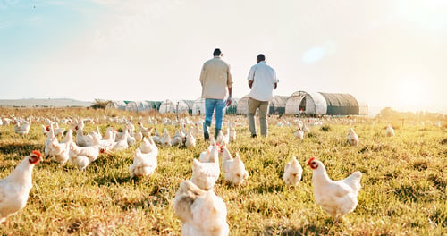 Preview: Black people, back and walking on farm with chicken in agriculture together and live stock. Rear vi