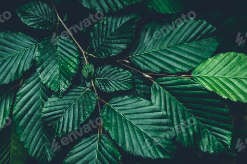 Preview: Green tree leaves pattern, summer natural plant background, nature wallpaper. Dark texture