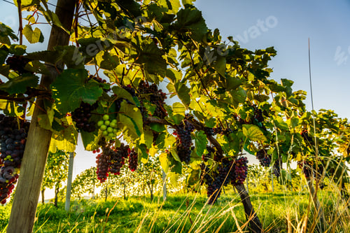 Preview: Bunch of red gapes on a crop before ripe Styria Steiermark Austria summer autumn