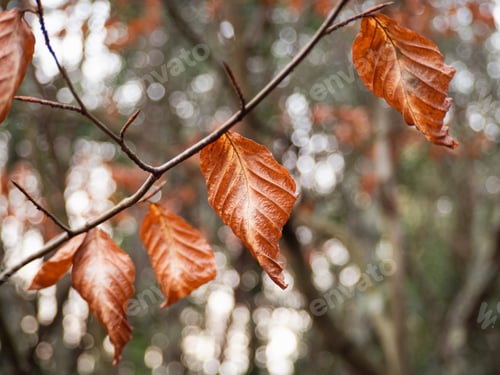 Preview: autumn leaves on tree branch with blurred background of bright spots of light