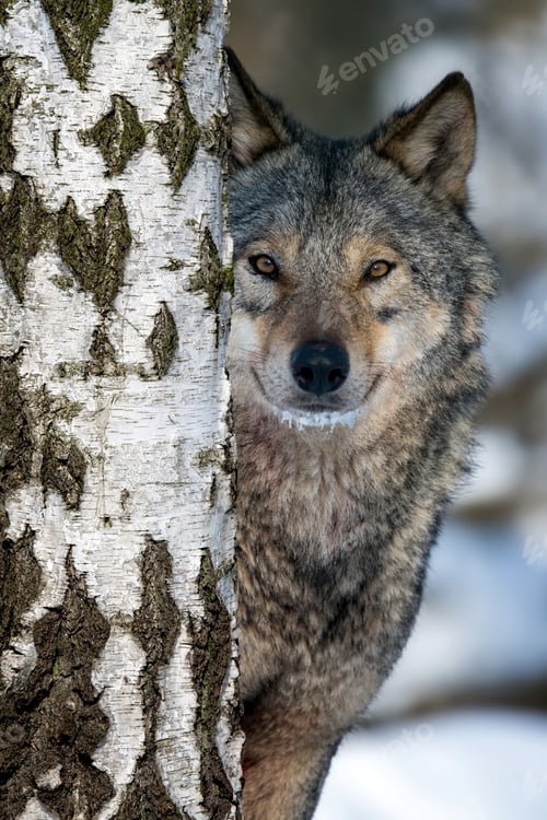 Preview: Portrait of an adult wolf peeking out from behind a birch in the winter forest