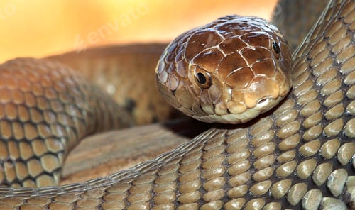 Preview: Mozambique Spitting Cobra, Chobe National Park, Botswana