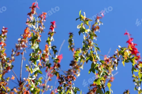 Preview: Fall Leaves With Blue Sky Background - Photograph Of Fall Leaves On A Tree With A Bright Blue Sky