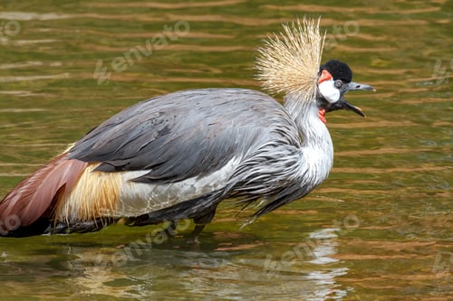 Preview: Beautiful grey crowned Common crane (Grus Grus)