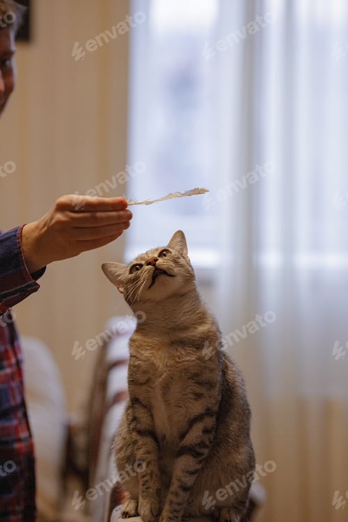 Preview: A beautiful grey cat is sitting on the sofa, playing with a feather and looking at a hostess.