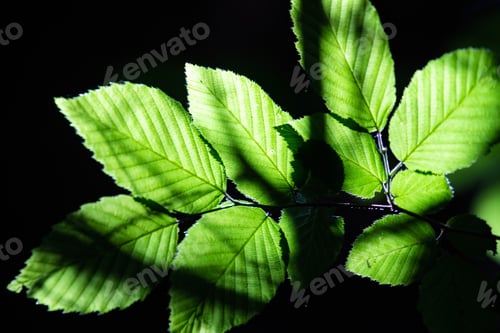 Preview: bright green leaves summer nature background