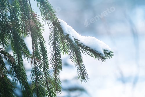 Preview: frost and snow on green needles of fir trees