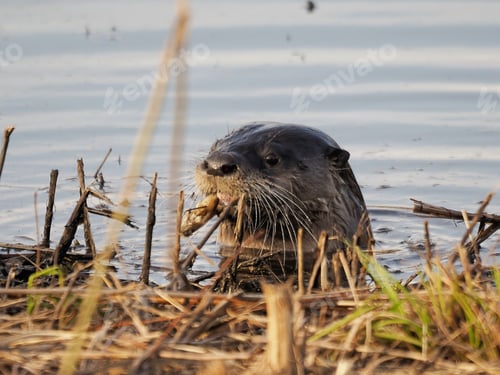 Preview: Adorable otter swimming in the calm waters of a tranquil lake catching fish