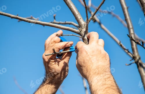 Grafting Tree Branch with Blue Tape Outdoors