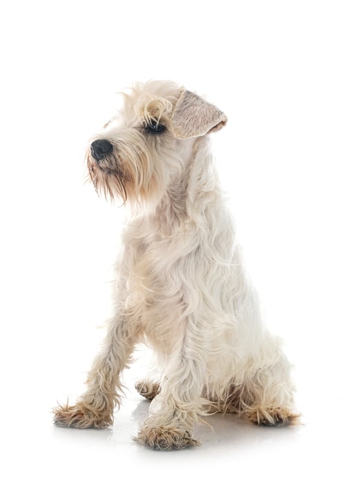 Preview: miniature white schnauzer in studio