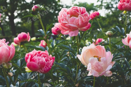 Preview: Peonies in the garden.