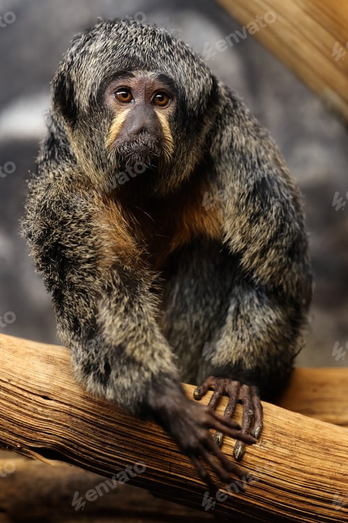 Preview: Close up of White Faced Saki monkey