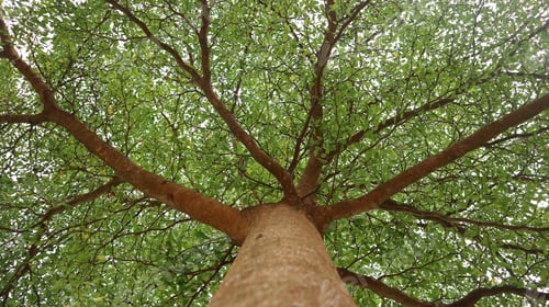 Preview: Terminalia neotaliala