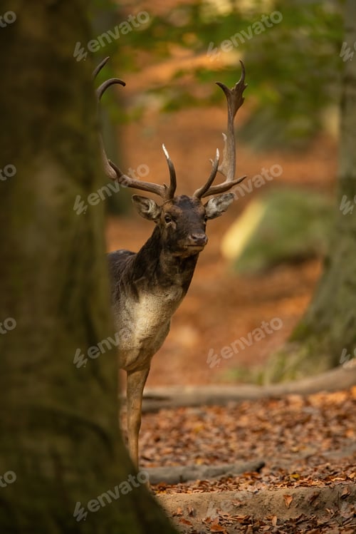 Preview: Fallow deer stag peeking from behind a massive tree in autumn forest