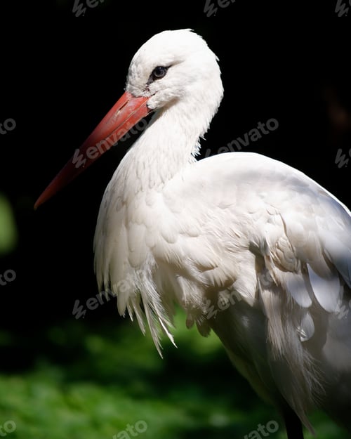 Preview: Majestic white stork stands atop a grassy meadow