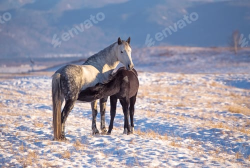 Preview: Horse foal suckling from mare in in a snowy meadow