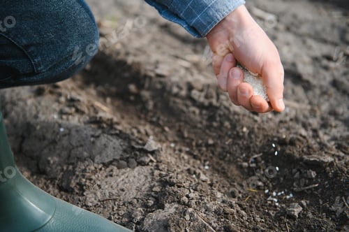 Preview: Farmer's hand planting seed in soil