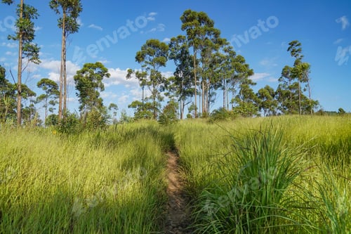 Preview: Beautiful rural landscape with plantation