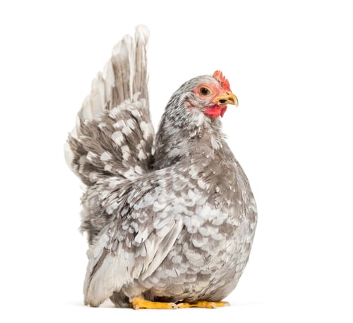 Preview: Japanese bantam or Chabo, true bantam breed, sitting against white background