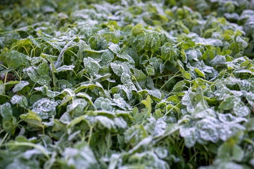 Preview: Green grass covered with first hoarfrost and snowflakes. Cold frosty October, early November morning