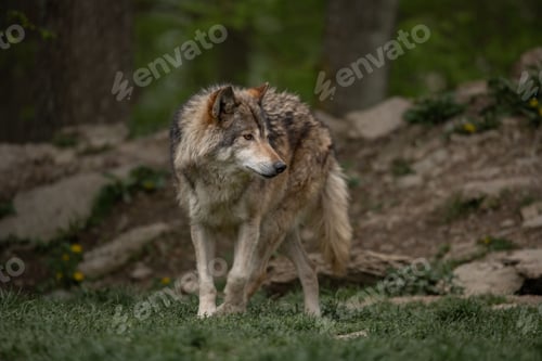 Preview: Majestic grey wolf standing in a green meadow in a forest.