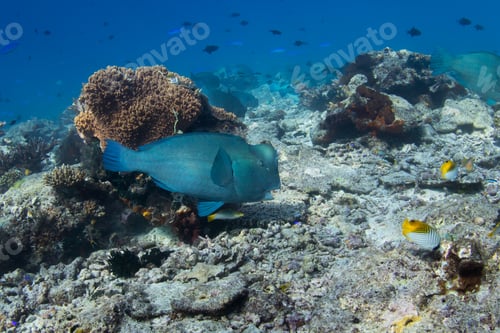 Preview: Humphead parrotfish (Bolbometopon muricatum) in Raja Ampat Marine Park, West Papua, Indonesia.